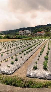 潭子買屋 銅鑼農地